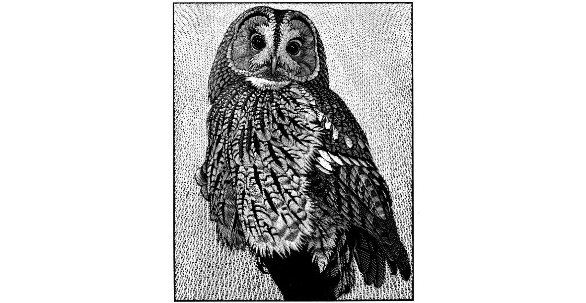 Tawny Owl II